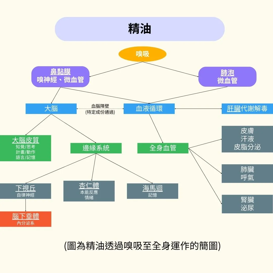 芳香療法(Aromatherapy)